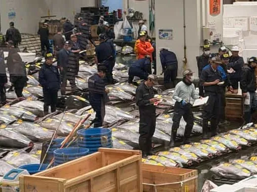 The Toyosu tuna auction at 5 a.m.